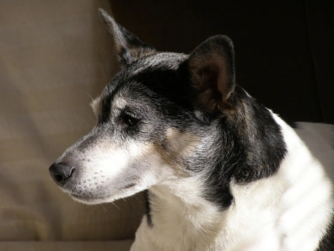 Fox terrier store rat terrier mix