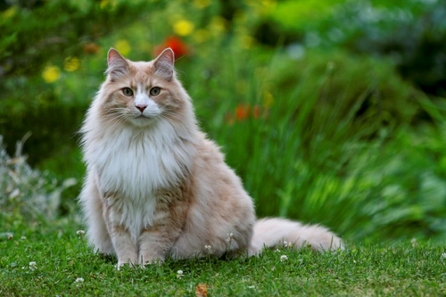 Could an injectable flea treatment help your cat’s fleabite dermatitis ...