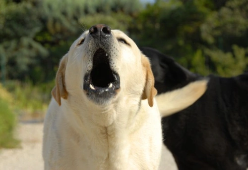 Maltese barking hot sale at strangers