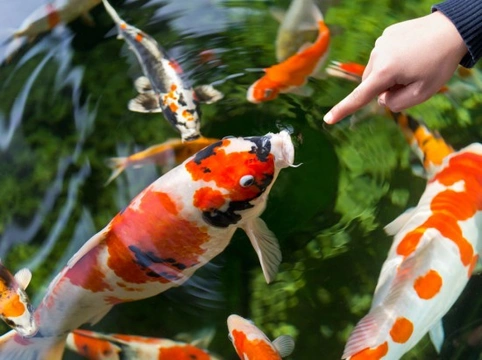 goldfish in a pond