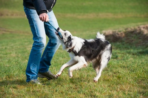 Is it ok if your dog growls when playing? | Pets4Homes