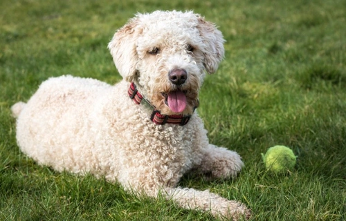 Spanish water hot sale poodle