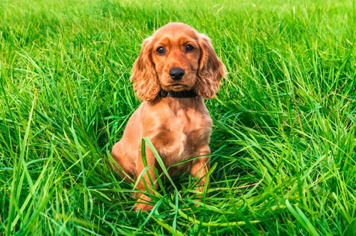 Short eared cocker store spaniel