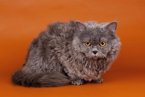 Selkirk rex best sale british shorthair