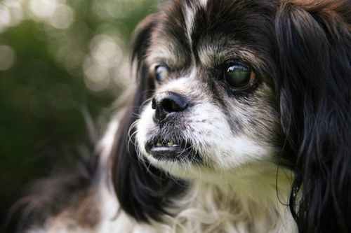 Nuclear sclerosis dog clearance treatment