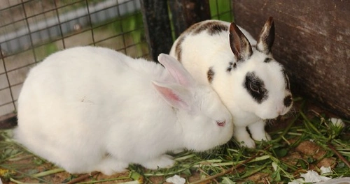 Clean shop rabbit hutch