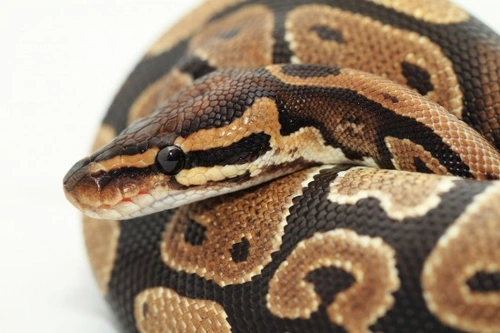 Retained Eye Caps in Snakes Explained | Pets4Homes