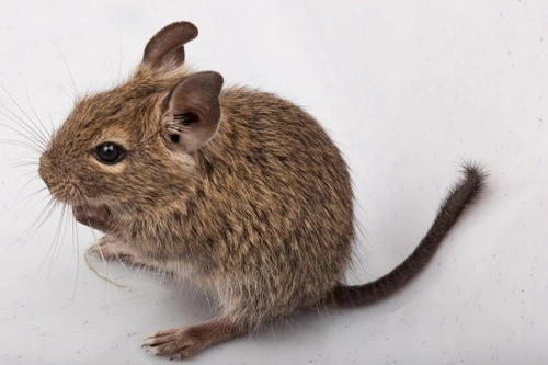 A degu store