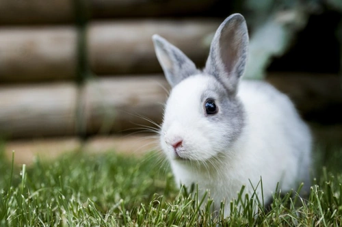 New vaccine available for rabbit haemorrhagic disease virus (RHDV ...