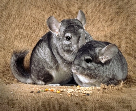 Do chinchillas like to 2024 cuddle