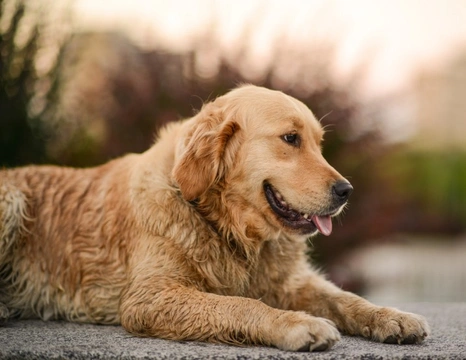 Fat golden hot sale retriever