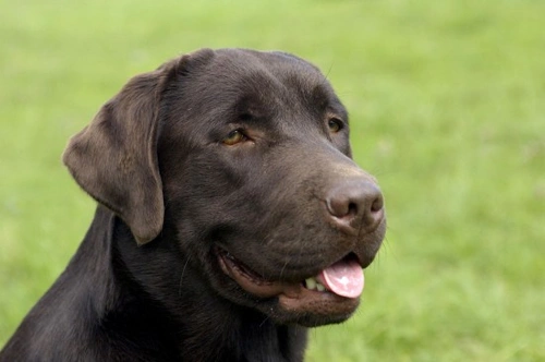 Labrador Training - Some Helpful Tips | Pets4Homes