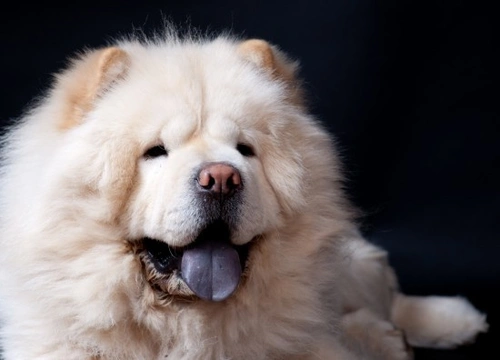 Chow chow hotsell white and black