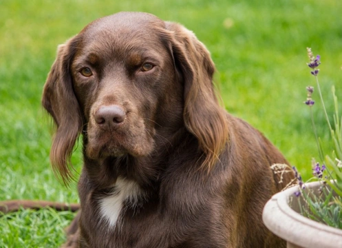 Springer cross labrador for sales sale