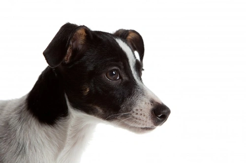 Rat terrier hot sale kennels