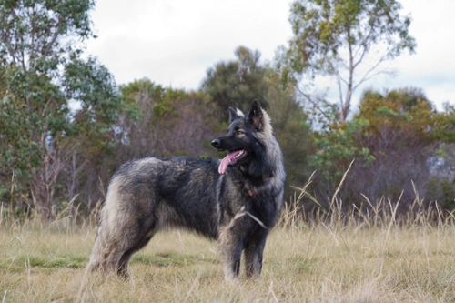 Shiloh shepherd breeders near hot sale me