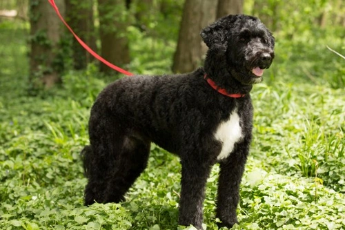 Portuguese water dog hot sale shih tzu mix