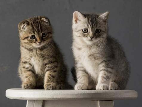 Should you get a best sale male or female cat