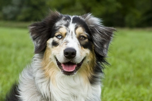 What makes some dogs have two different coloured eyes (Heterochromia ...
