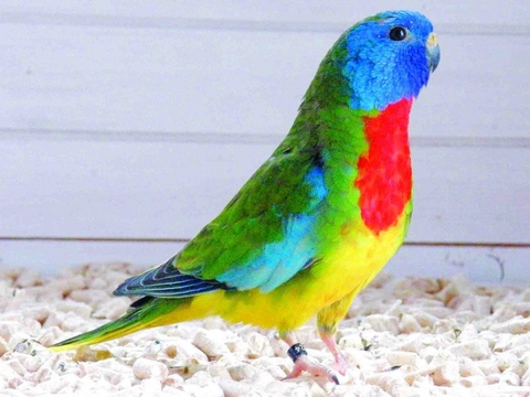 Neoféma modrohlavá