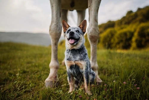 Dog eating horse store poop