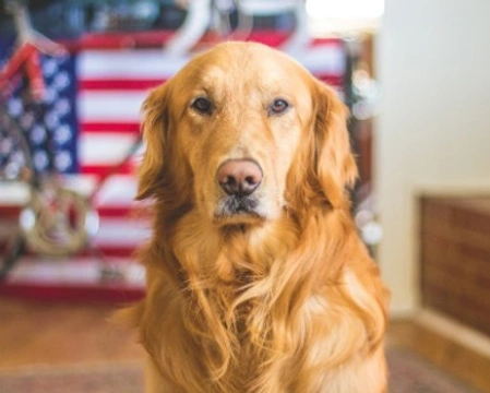 Gruppo 8, cani da riporto: ecco Golden e Labrador Retriever