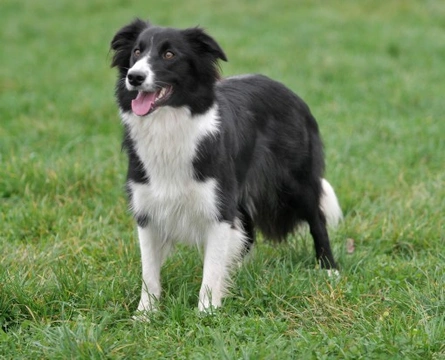 Golden Retriever vs Border Collie Breed Comparison