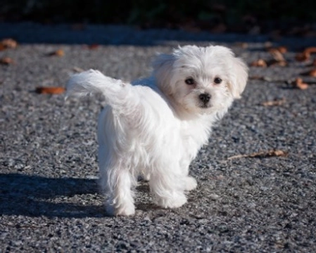 Maltese Toy caratteristiche e prezzo AnnunciAnimali