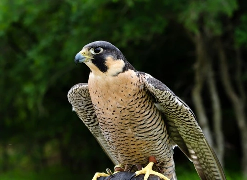 Amazing facts about Falcon birds