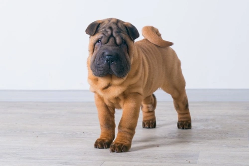Tight Lip Syndrome in the Chinese Shar Pei | Pets4Homes