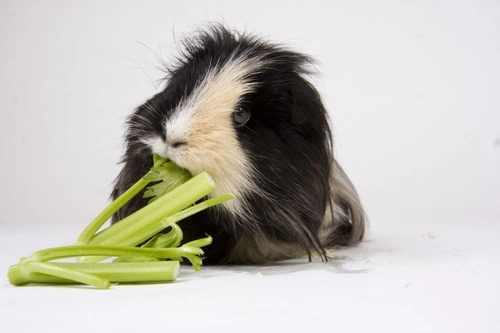 Can guinea pigs eat clearance greens