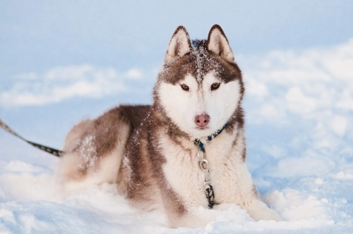 Dog Breeds that Adore Playing in the Snow | Pets4Homes