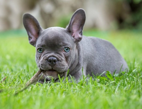 Old blue 2024 french bulldog