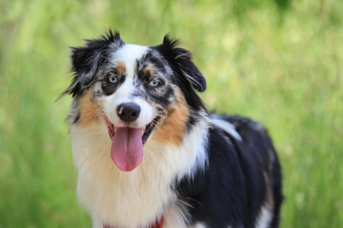 Is your dog more or less intelligent than the average dog? | Pets4Homes