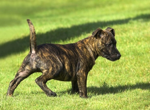 Treeing tennessee brindle store puppy