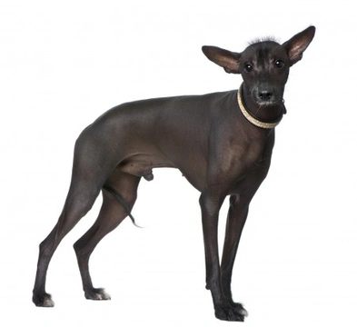 Peruvian hairless puppies cheap for sale