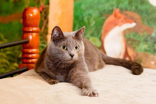 How to stop your cat from scratching indoors Pets4Homes