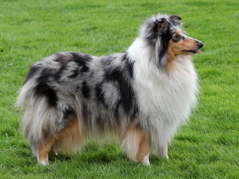 Dogs with shop blue merle coats