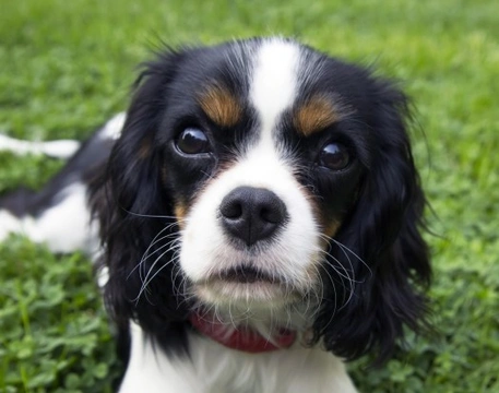 Cavalier king 2024 charles seizures