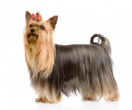 Silky terrier best sale and yorkie difference