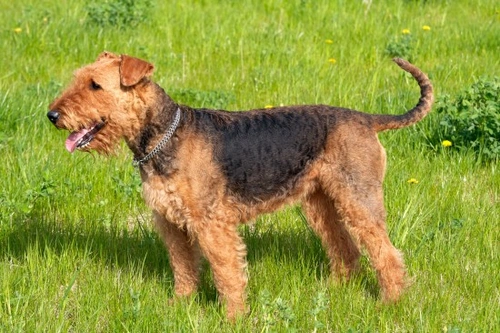 Long hotsell haired airedale