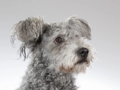 Pumi best sale poodle mix