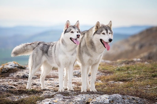 Siberian siberian hot sale husky