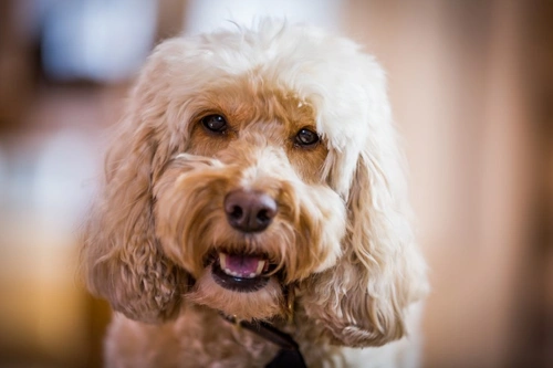 Brushing a hot sale cockapoo