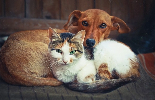 The differences and similarities between cats and dogs