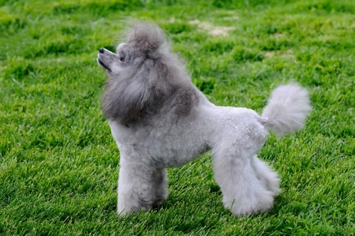 Poodle hair clips best sale