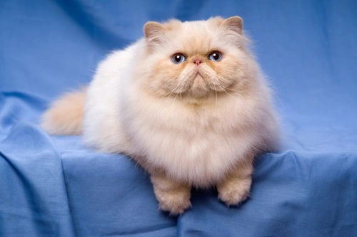 All about persian sales cats