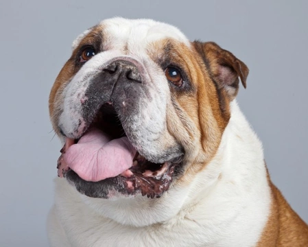 Cystitis in on sale dogs symptoms uk