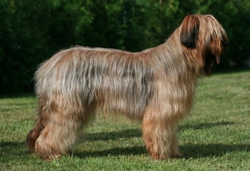 Briard store short hair