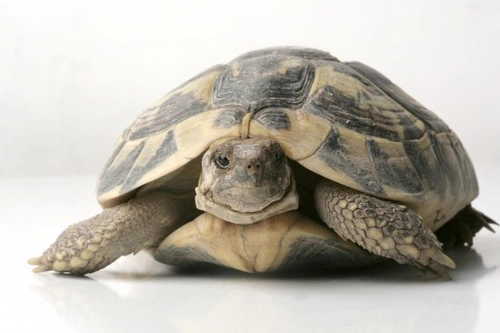 How to Look After a Sick or Dehydrated Tortoise | Pets4Homes